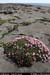 aranblindsoundbftcflowers02