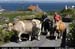 aranmainistircattle