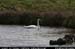 aranbarfeentaloughswan3