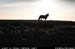 aranoghillhorses4