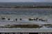 aranportchowrughsealcolony03