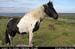 aransevenchurchhorse
