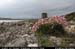rossaveelmartellotowerfromsse5