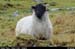 healypass_05