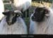 achillhead_12