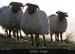 achillhead_14