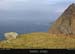 achillhead_32