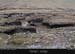 achillhead_42