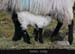 achillisland_scoast_09