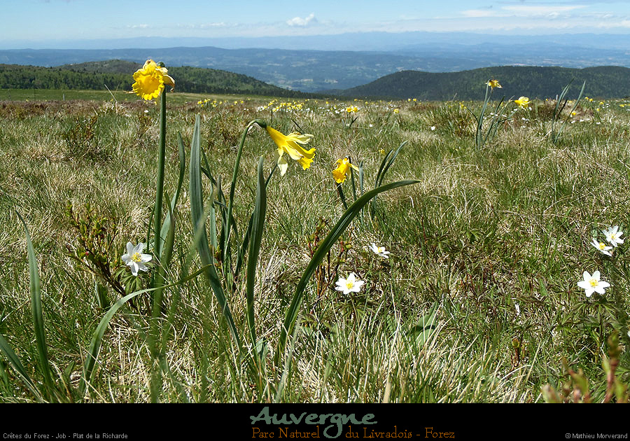 20130613_pierresurhaute_job_platdelaricharde1