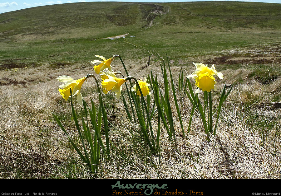 20130613_pierresurhaute_job_platdelaricharde3