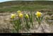 20130613_pierresurhaute_job_platdelaricharde3