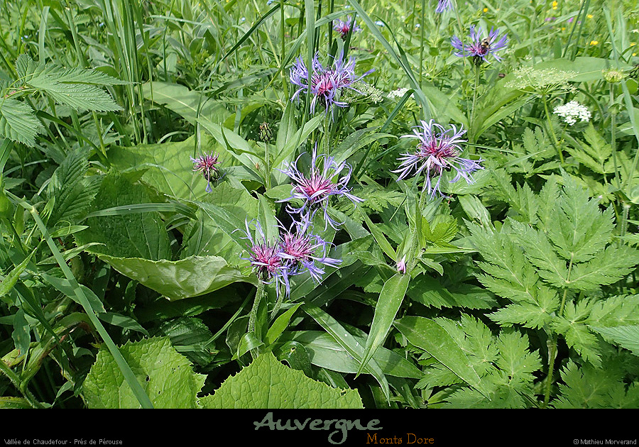 20150613_valleechaudefour_prairies1