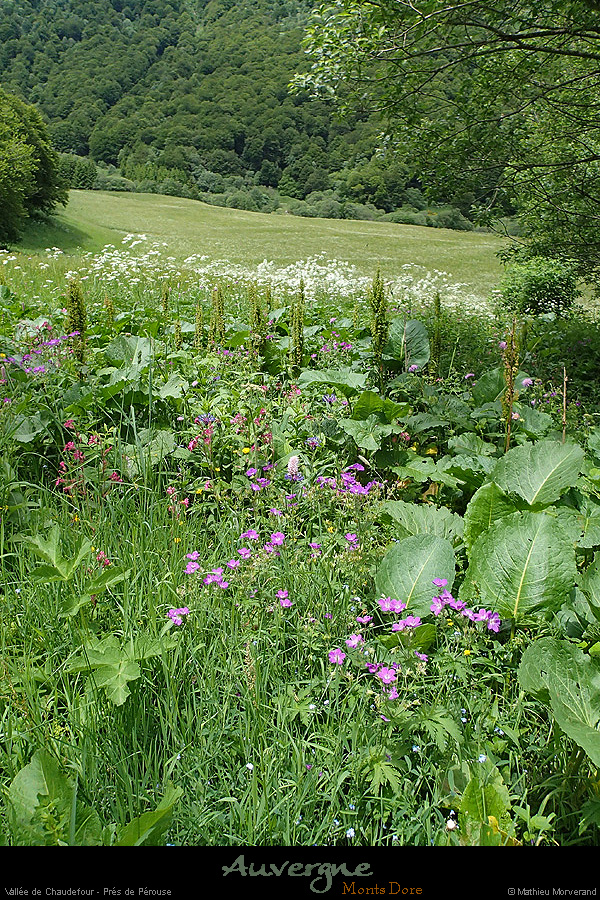20150613_valleechaudefour_prairies2