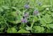 20150613_valleechaudefour_prairies1