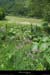 20150613_valleechaudefour_prairies2