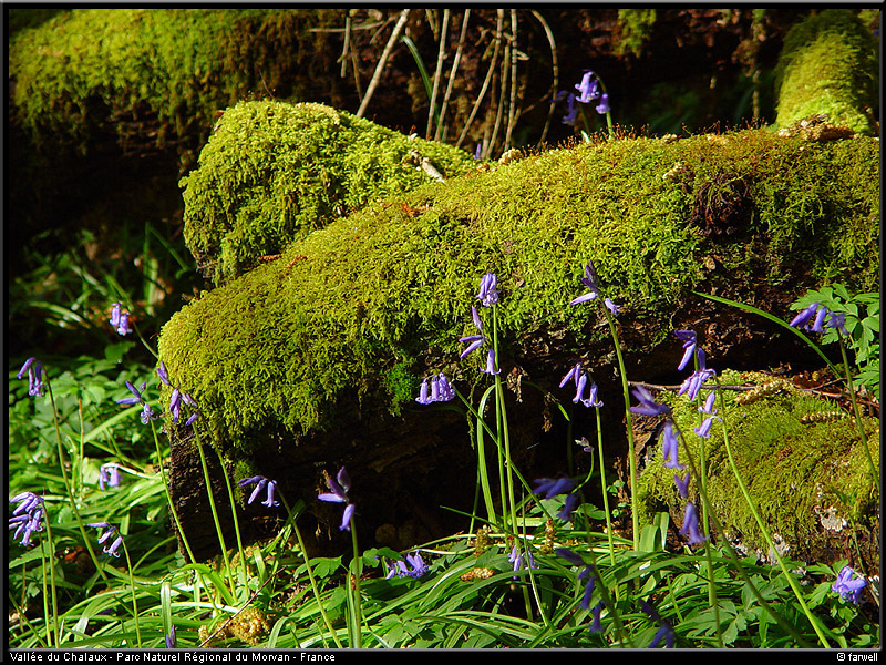 20040501_chalaux_06