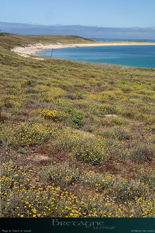 20150715_houat_plagetreachergourhed10