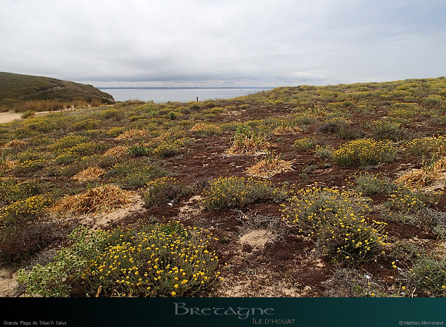 20150715_houat_plagetreachsalus1