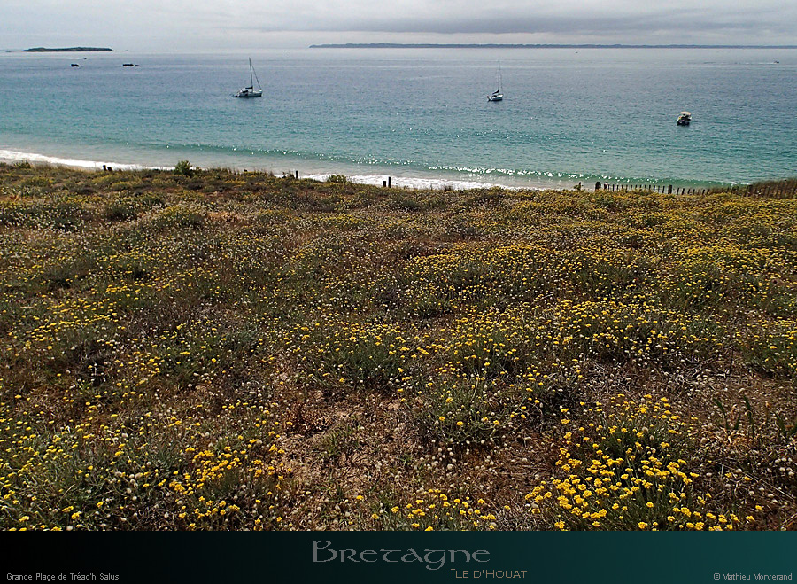 20150715_houat_plagetreachsalus5