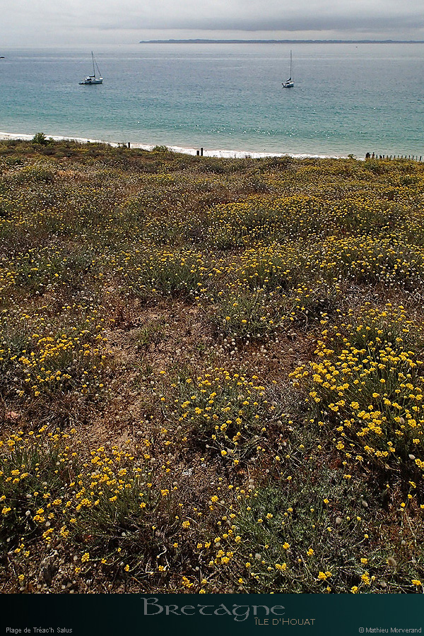 20150715_houat_plagetreachsalus6