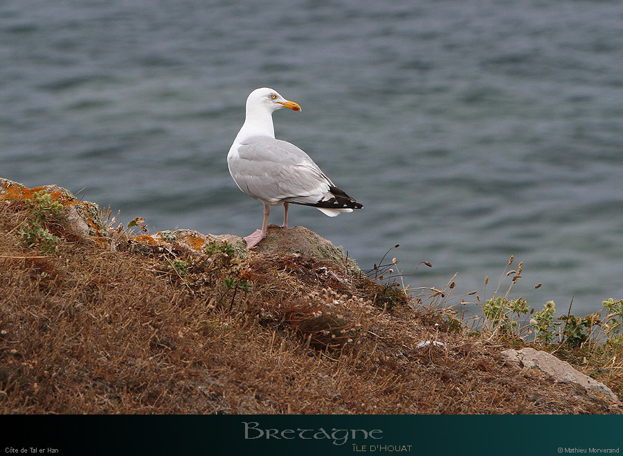 20150715_houat_pteerjeneteu1