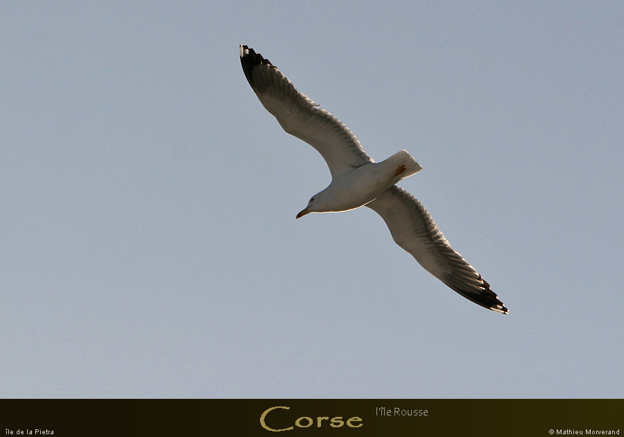 20080406_pietraile08
