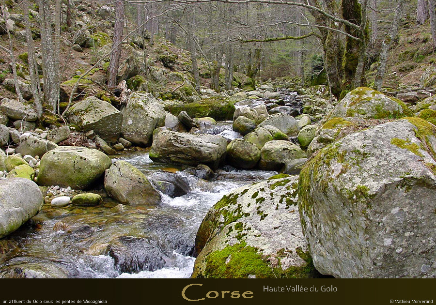 20010329_golo_affluent