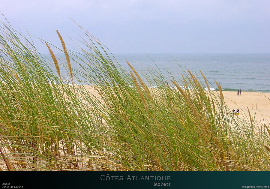 20010727_moliets_dunes5