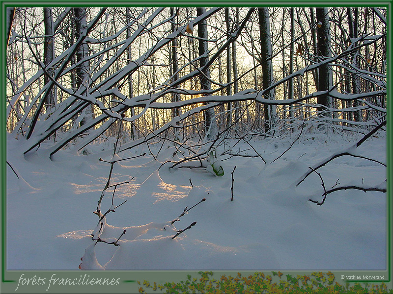 20030105_meudon_foretsidf_023