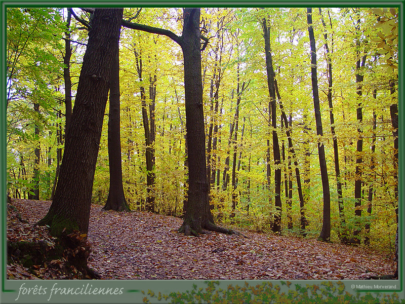 20031102_stcucufa_foretsidf_020