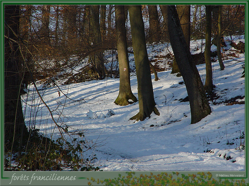 20050306_stcloud_foretsidf_019
