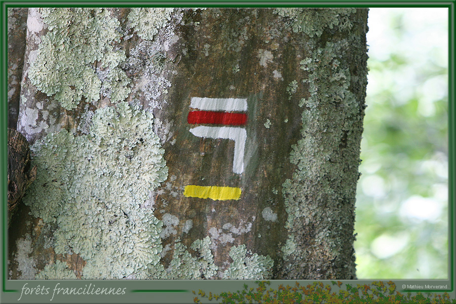20050612_foretsidf_002