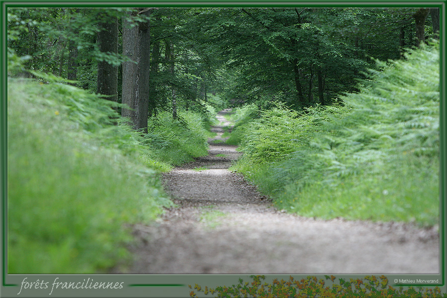 20050612_foretsidf_004