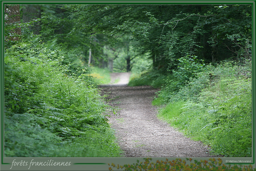 20050612_foretsidf_005
