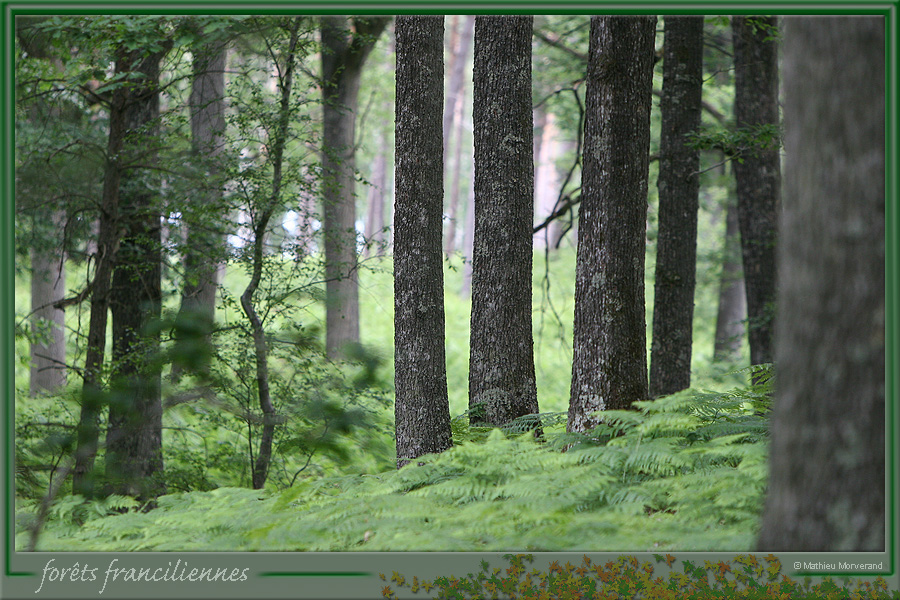 20050612_foretsidf_006