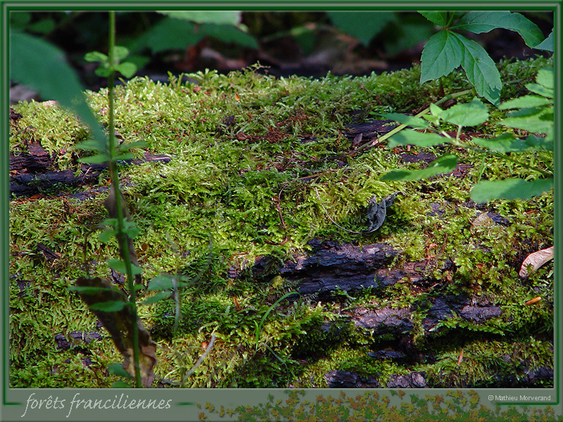 20050626_stcloud_foretsidf_013