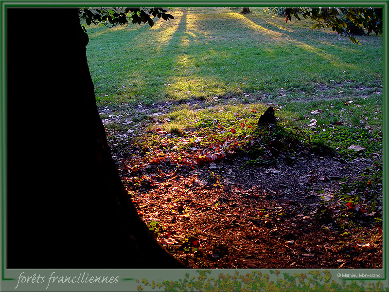 20050922_stcloud_foretsidf_028