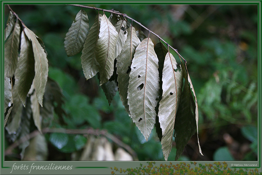20050925_foretsidf_034