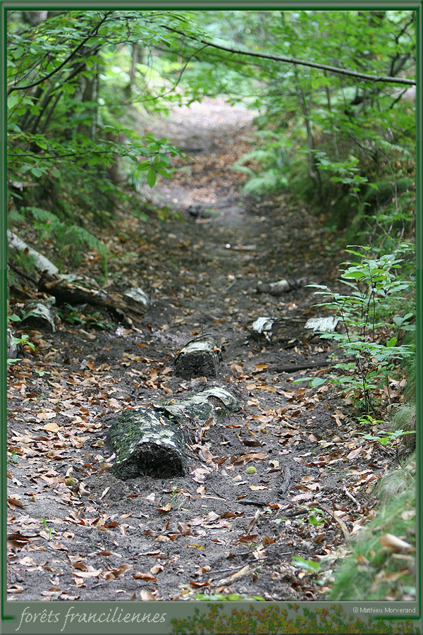 20050925_foretsidf_035