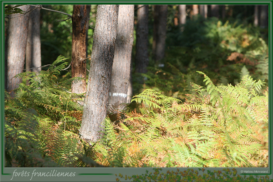 20050925_foretsidf_038