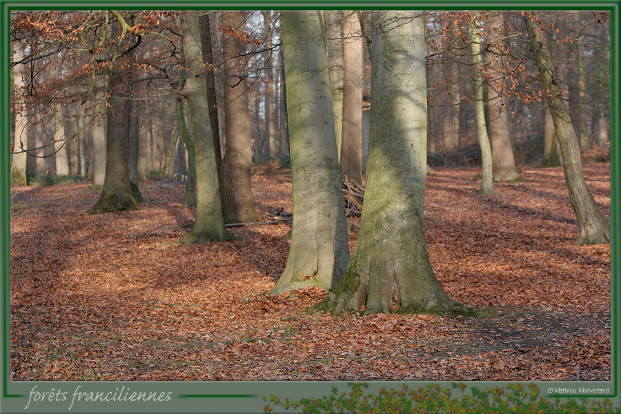20060115_forêtdestgermain_1