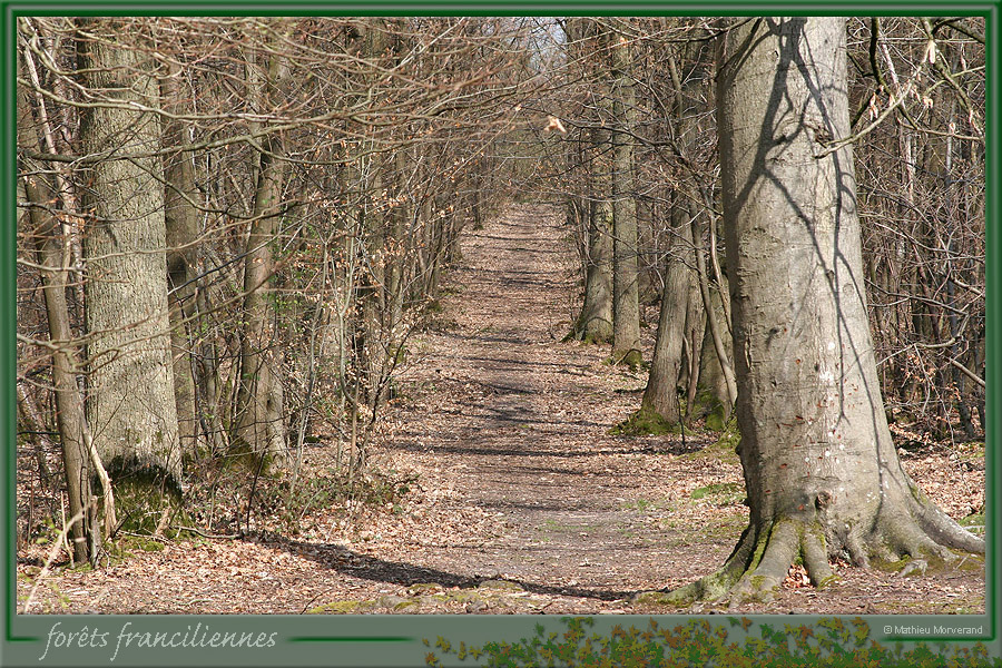 20060417_foretsidf_049