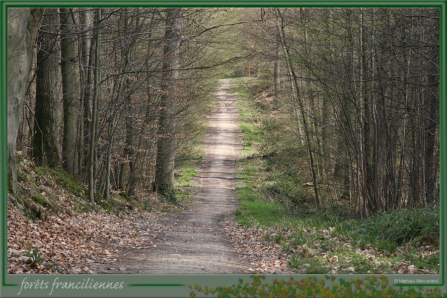 20060417_foretsidf_050