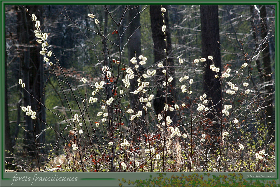 20060417_foretsidf_056