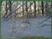 20030105_meudon_foretsidf_023