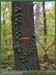 20031102_stcucufa_foretsidf_025