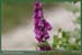 20050612_foretsidf_003
