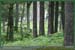 20050612_foretsidf_006