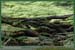 20050612_foretsidf_011